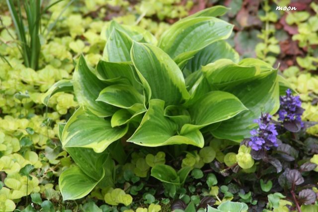 hosta